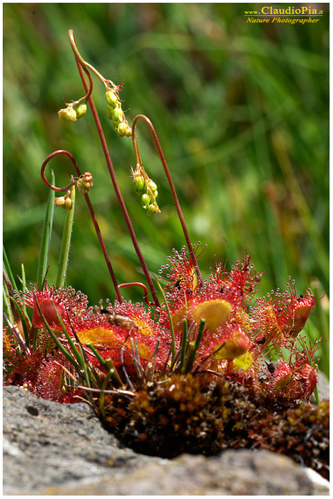 drosera rotundifolia, pianta insettivora, rosolida, pianta carnivora,  pinguicola drosera val d'aveto